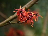 Hamamelis Arnhem 2016 01 23 9161